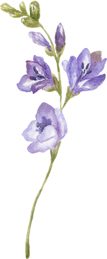 Watercolor Purple Wildflower Illustration.